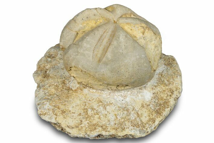 Fossil Echinoid (Hemiaster?) - Taouz, Morocco #290693